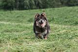 CHIEN FINNOIS DE LAPONIE 156